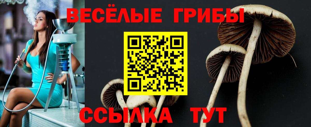 Галлюциногенные грибы Psilocybe  где продают наркотики  Донской  Вход с VPN 